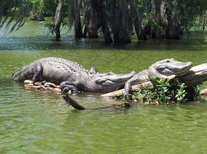 Cajun Swamp Tours