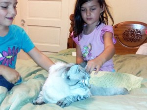 The cat sans the shoes